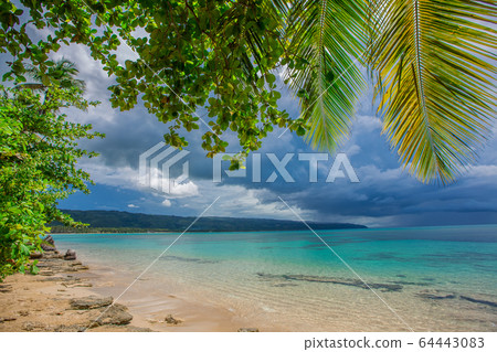 palm trees over wild beach palm trees over wild beach 64443083