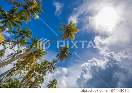 palm trees over tropical lagoon with wild beach palm trees over tropical lagoon with wild beach 64443084