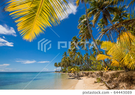 palm trees over tropical lagoon with wild beach palm trees over tropical lagoon with wild beach 64443089