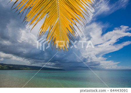 palm trees over wild beach palm trees over wild beach 64443091