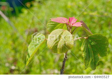 Young leaves of red-beaked redwood Young leaves of red-beaked redwood 64443527