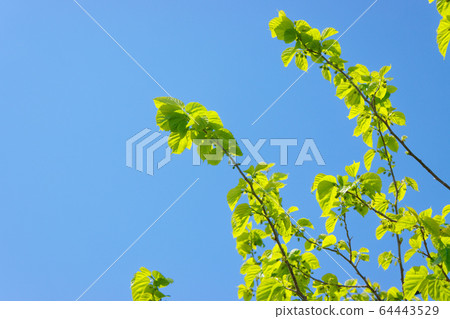 Young leaves and fruits of mulberry tree Young leaves and fruits of mulberry tree 64443529