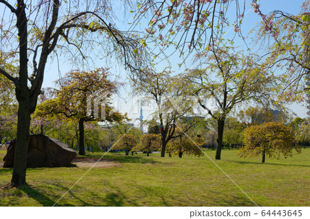 Pink weeping cherry tree and Wakaba Sky Tree Pink weeping cherry tree and Wakaba Sky Tree 64443645