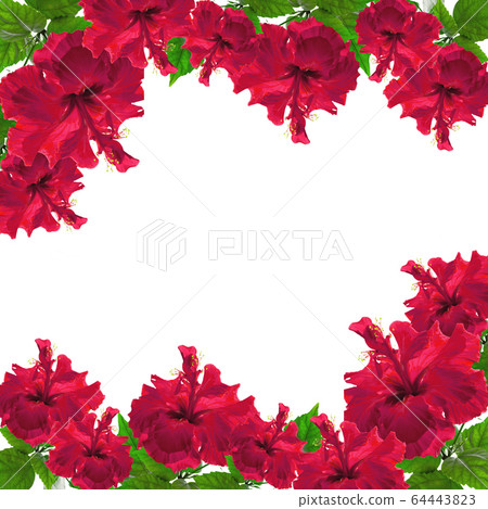 Pattern with red hibiscus flowers  64443823