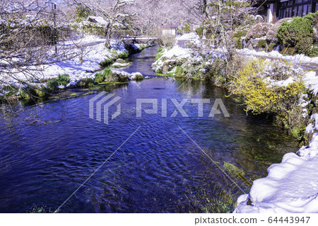 （山梨縣）春雪忍野八海忍野草公園 64443947