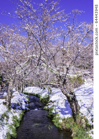 （山梨縣）春雪忍野八海忍野草公園 64443948