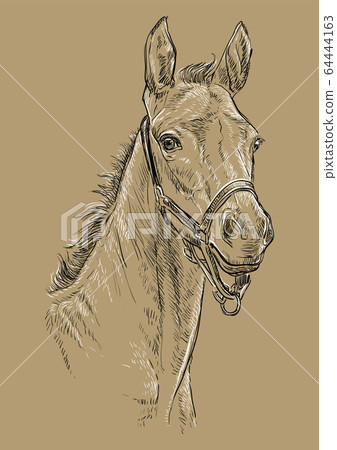 Horse portrait brown 24 Horse portrait brown 24 64444163