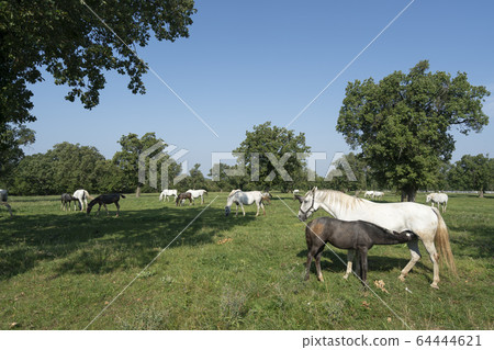 Lipizzaner horses Lipizzaner horses 64444621