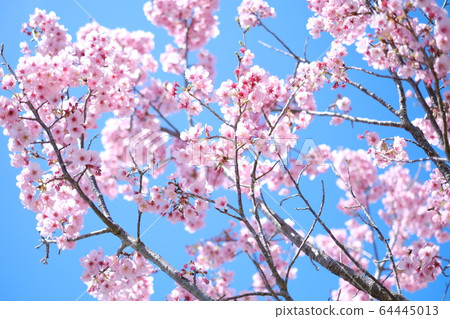 Kawazu cherry tree 64445013