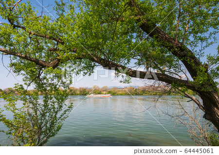 Fresh green on the riverbank 64445061