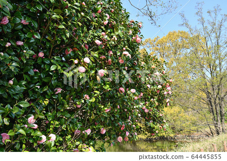 Breath of spring Sasanka 64445855