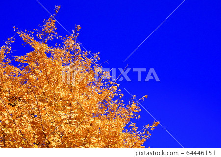 Ginkgo blue sky yellow 64446151