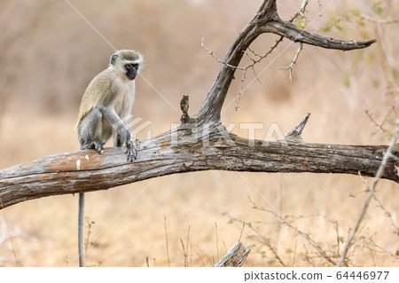 Vervet monkey (Cercopithecus aethiops) sitting in 64446977