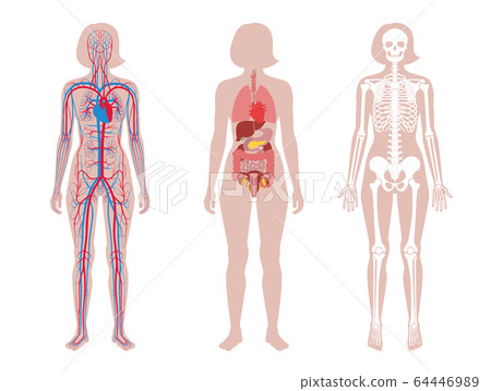 skeleton, human, vector 64446989