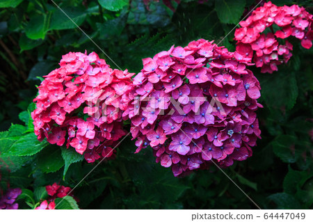 Hydrangea, hydrangea Hydrangea, hydrangea 64447049
