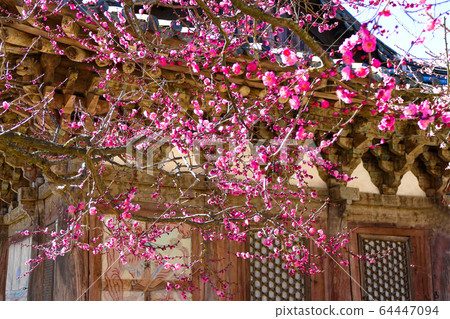 Red plum tree 64447094