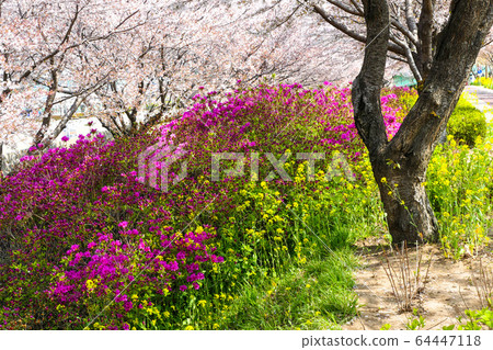 Cherry tree, cherry tree, rape blossom 64447118