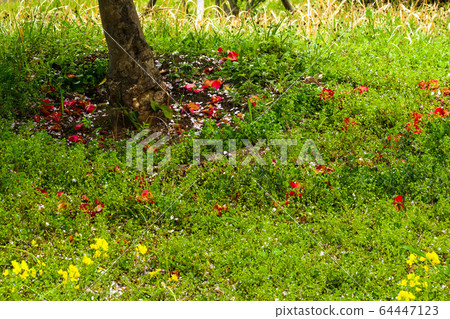 Nature landscape with fallen flowers 64447123