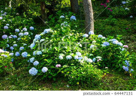 Hydrangea, hydrangea Hydrangea, hydrangea 64447131