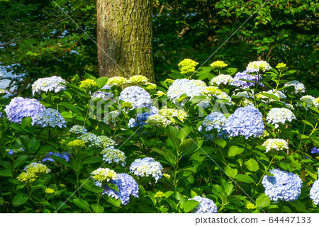 繡球，繡球 64447133