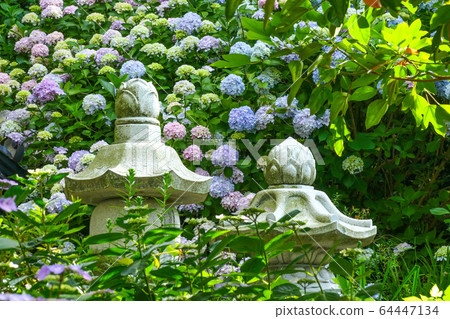 繡球,繡球 繡球,繡球 64447134