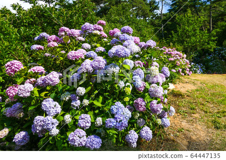 繡球，繡球 64447135