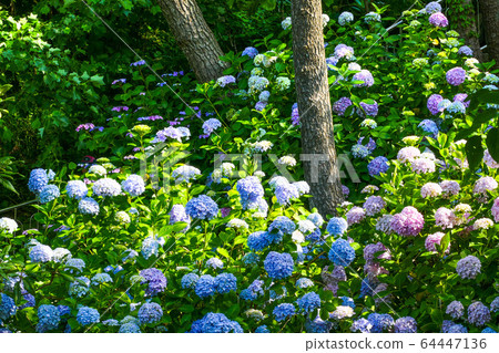 繡球,繡球 繡球,繡球 64447136