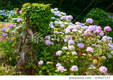 Hydrangea, hydrangea Hydrangea, hydrangea 64447137