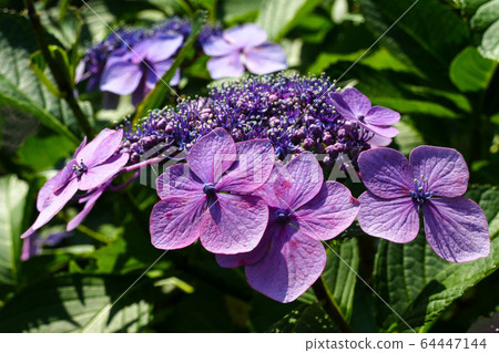 Hydrangea, hydrangea Hydrangea, hydrangea 64447144