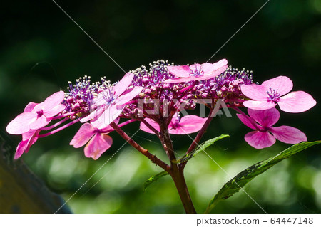 Hydrangea, hydrangea Hydrangea, hydrangea 64447148