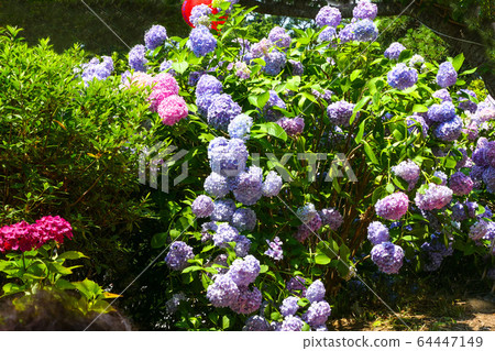Hydrangea, hydrangea Hydrangea, hydrangea 64447149