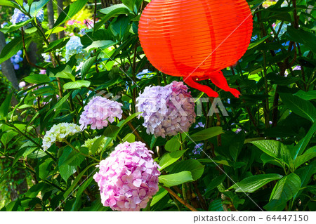 Hydrangea, hydrangea Hydrangea, hydrangea 64447150
