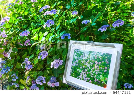 繡球，繡球 64447151