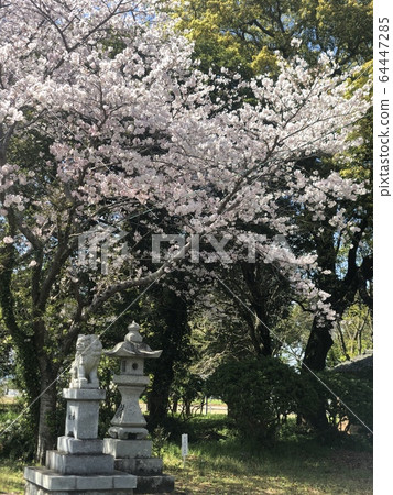 櫻花和監護人的狗 櫻花和監護人的狗 64447285