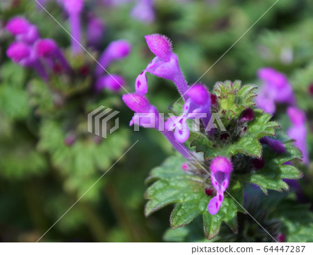 Hotokenoza:顧名思義,它像長頸鹿的頭。 Hotokenoza:顧名思義,它像長頸鹿的頭。 64447287