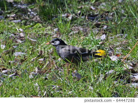 Starlings looking for food Starlings looking for food 64447288