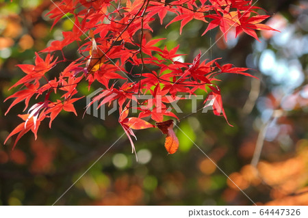 葉子染成紅色 葉子染成紅色 64447326