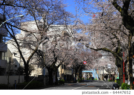 3月中野72櫻花樹中野街櫻花節 3月中野72櫻花樹中野街櫻花節 64447652