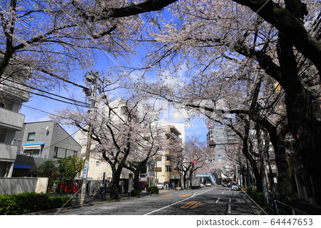 3月中野71櫻花樹中野街櫻花節 3月中野71櫻花樹中野街櫻花節 64447653