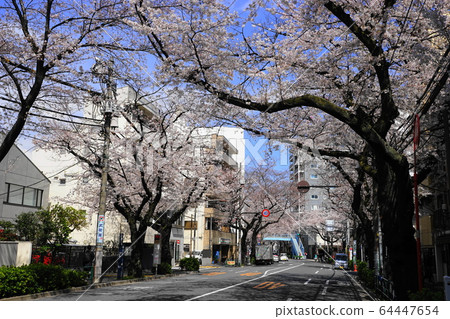 3月中野70櫻花樹中野街櫻花節 3月中野70櫻花樹中野街櫻花節 64447654