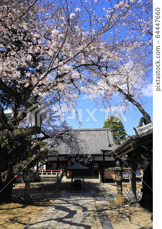 March Nakano 65 Arai Yakushi Umeshoin Sanmon / Nakanodori Sakura Festival March Nakano 65 Arai Yakushi Umeshoin Sanmon / Nakanodori Sakura Festival 64447660