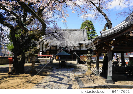 3月中野64新井藥師梅穗院三門/中之櫻祭 3月中野64新井藥師梅穗院三門/中之櫻祭 64447661