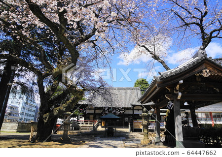 3月中野63新井藥師梅穗院三門/中之櫻祭 3月中野63新井藥師梅穗院三門/中之櫻祭 64447662
