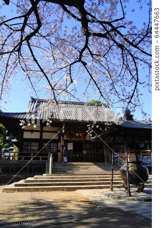 3月中野62新井藥師UmeshōinSanmon /中多里櫻節 3月中野62新井藥師UmeshōinSanmon /中多里櫻節 64447663