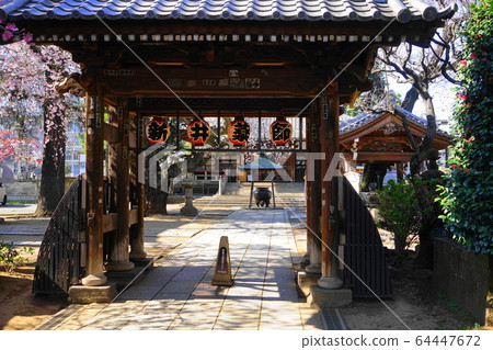 3月中野55新井藥師梅穗院三門/中之櫻祭 64447672