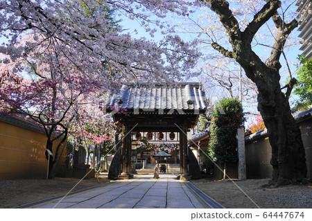3月中野53新井藥師梅穗院三門/中之櫻祭 64447674