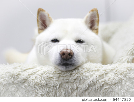 可愛的柴犬 64447830