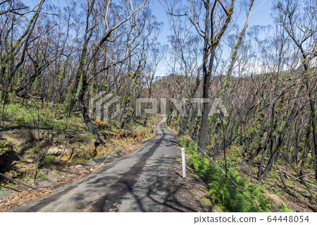 Trees regenerating in The Blue Mountains in Australia after the severe bush fires Trees regenerating in The Blue Mountains in Australia after the severe bush fires 64448054