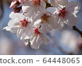 可愛的白色花瓣和粉紅色的雄蕊 64448065