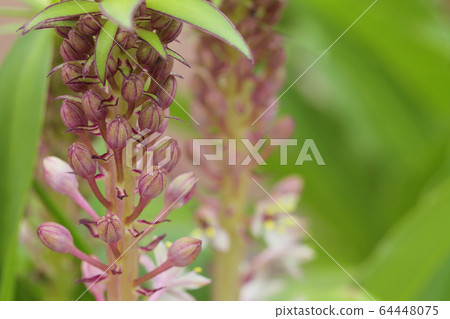 Flower bud of pineapple lily Flower bud of pineapple lily 64448075